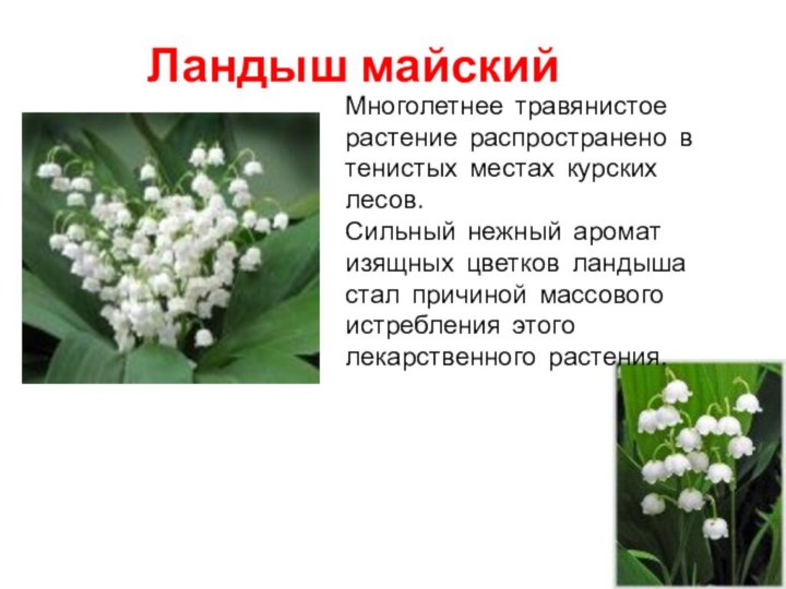 Ландыш майскийМноголетнее травянистое растение распространено в тенистых местах курских лесов. Сильный нежный