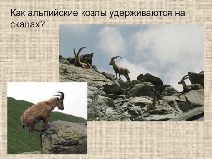 Как альпийские козлы удерживаются на скалах?