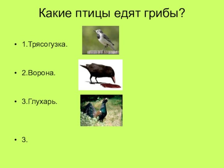 Какие птицы едят грибы? 1.Трясогузка.2.Ворона.3.Глухарь.3.
