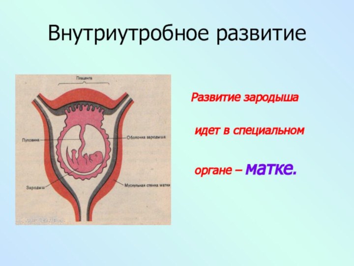 Внутриутробное развитие Развитие зародыша  идет в специальном  органе – матке.