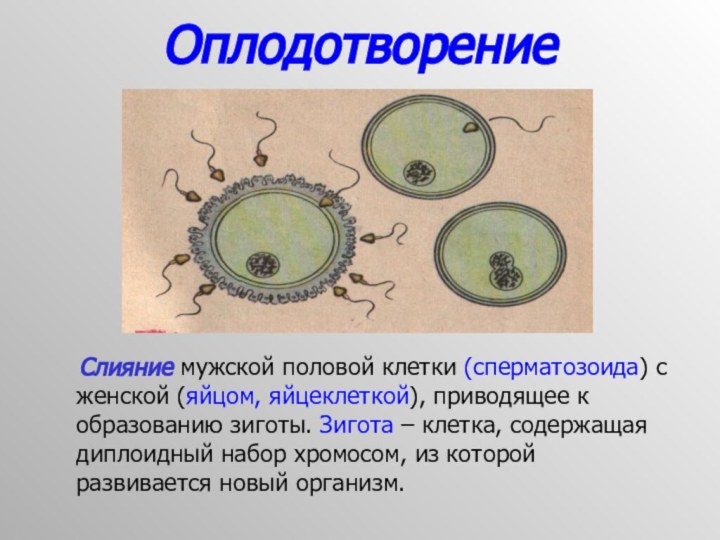Оплодотворение  Слияние мужской половой клетки (сперматозоида) с женской (яйцом, яйцеклеткой),