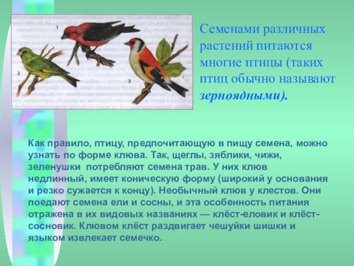 Семенами различных растений питаются многие птицы (таких птиц