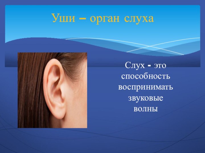 Уши – орган слуха Слух - этоспособностьвосприниматьзвуковыеволны