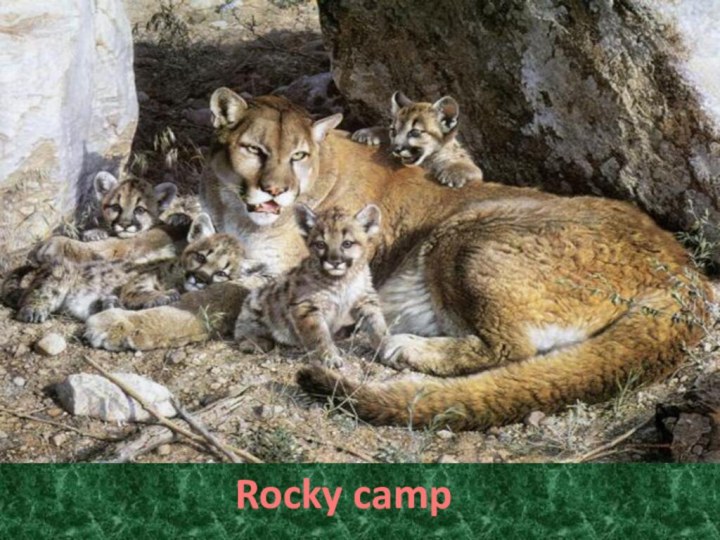 Rocky camp