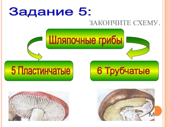 Задание 5: ЗАКОНЧИТЕ СХЕМУ.Шляпочные грибы 6 Трубчатые 5 Пластинчатые
