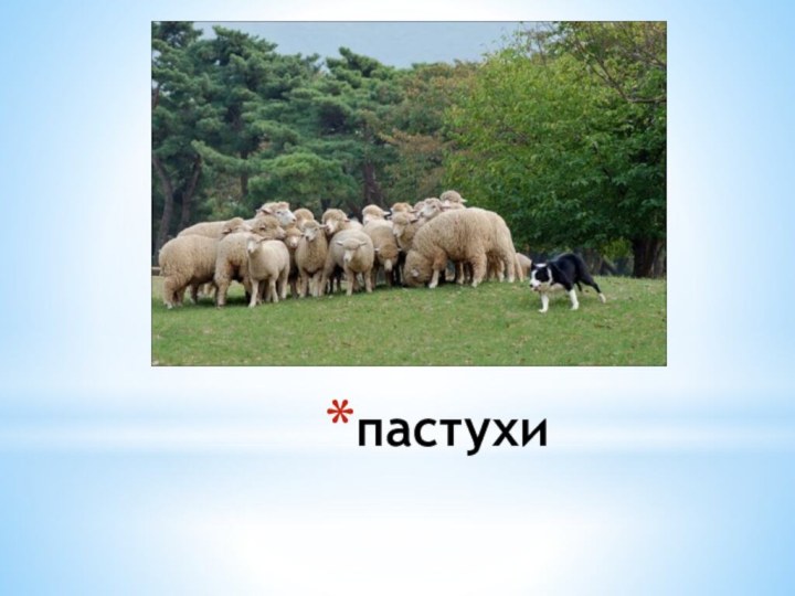 пастухи