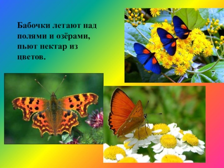 Бабочки летают над полями и озёрами, пьют нектар из цветов. Бабочки
