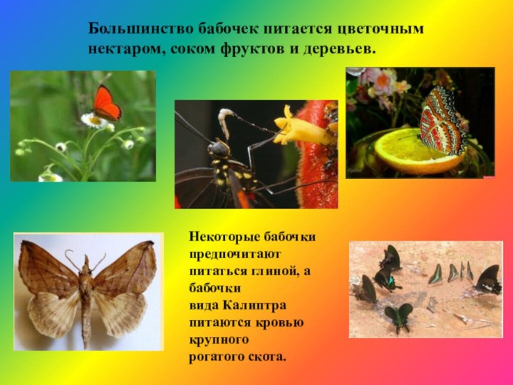 Некоторые бабочки предпочитают питаться глиной, а бабочки вида Калиптра питаются кровью крупного