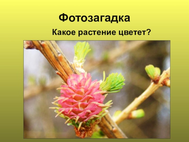 ФотозагадкаКакое растение цветет?