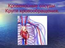Презентация по биологии на тему Кровеносные сосуды и круги кровообращения (9 класс)