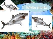 Презентация к уроку по теме: В зоопарке. Белые акулы.