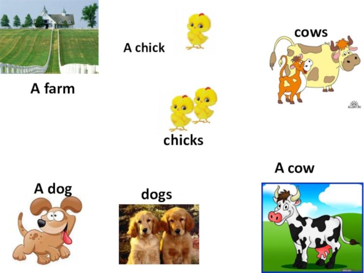 A chickA cow  A dogA farmcowsdogschicks