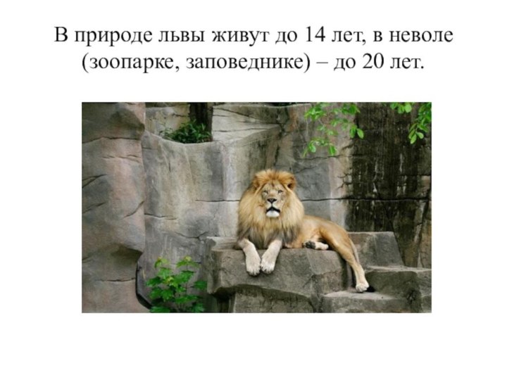 В природе львы живут до 14 лет, в неволе (зоопарке, заповеднике) – до 20 лет.