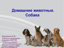 Презентация по развитию речи на тему Собаки ( 4 класс)