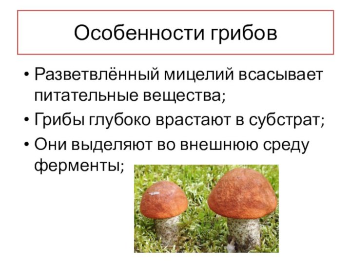 Особенности грибовРазветвлённый мицелий всасывает питательные вещества;Грибы глубоко врастают в субстрат;Они выделяют во внешнюю среду ферменты;