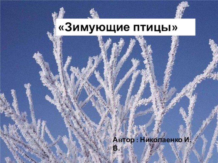 Автор : Николаенко И.В.«Зимующие птицы»