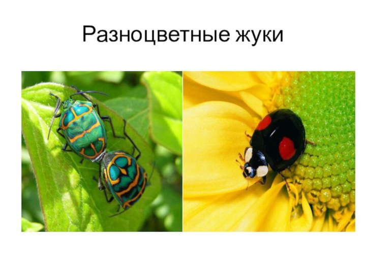 Разноцветные жуки