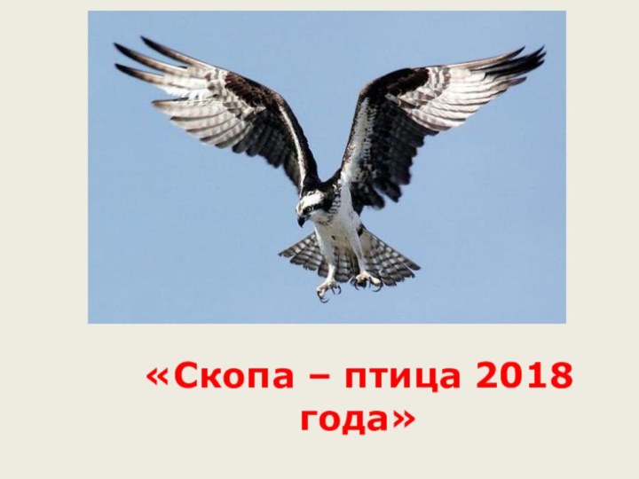 «Скопа – птица 2018 года»