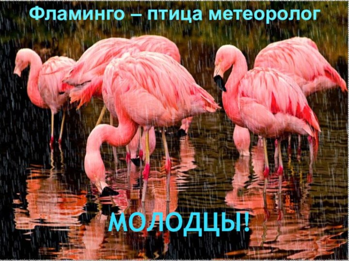 Фламинго – птица метеорологМОЛОДЦЫ!
