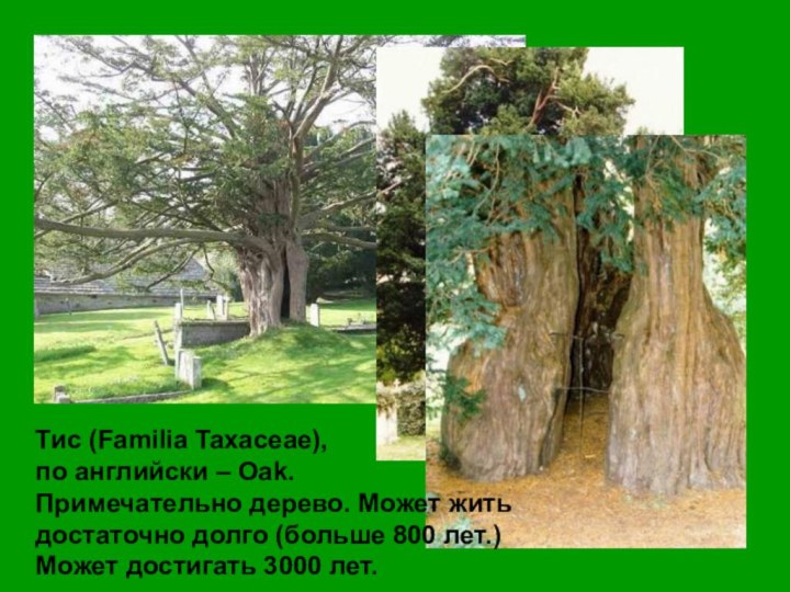 Тис (Familia Taxaceae), по английски – Oak.Примечательно дерево. Может житьдостаточно долго (больше
