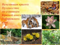 Презентация по биологии на темуКрасная Книга Хабаровского края