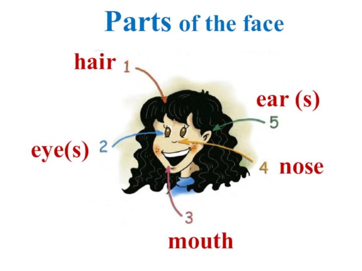 Parts of the facenoseear (s)hairmoutheye(s)