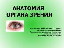 Презентация по анатомии и физиологии человека на тему Анатомия органа зрения