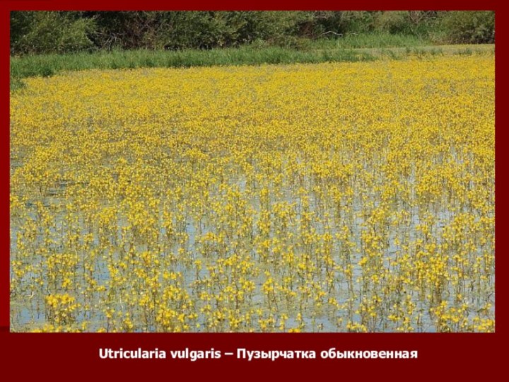 Utricularia vulgaris – Пузырчатка обыкновенная