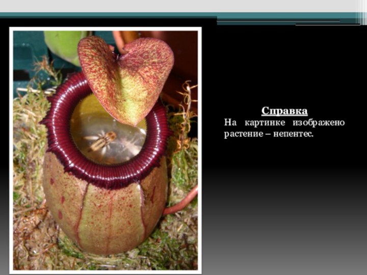 СправкаНа картинке изображено растение – непентес.