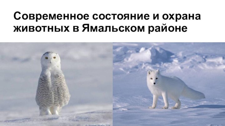 Современное состояние и охрана животных в Ямальском районе