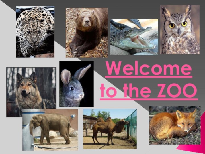 Welcome to the ZOO
