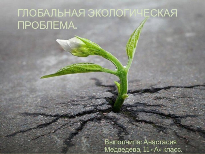 Глобальная экологическая проблема.Выполнила: Анастасия Медведева, 11 «А» класс.