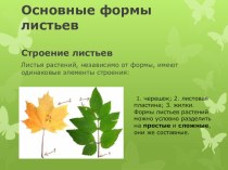 Презентация по уроку биология на тему Основные формы листьев