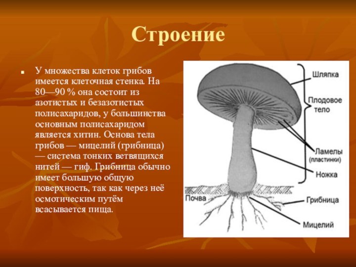 СтроениеУ множества клеток грибов имеется клеточная стенка. На 80—90 % она состоит из азотистых