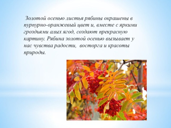 Золотой осенью листья рябины окрашены в пурпурно-оранжевый цвет и, вместе с яркими гроздьями