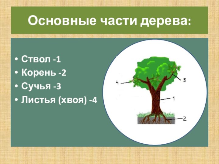 Основные части дерева:Ствол -1Корень -2Сучья -3Листья (хвоя) -4