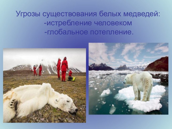 Угрозы существования белых медведей: -истребление человеком   -глобальное потепление.