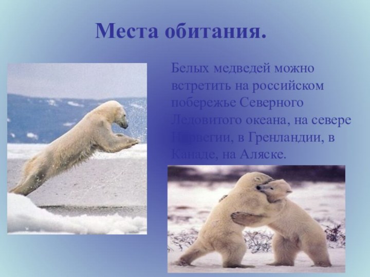 Места обитания.Белых медведей можно встретить на российском побережье Северного Ледовитого океана, на севере Норвегии,