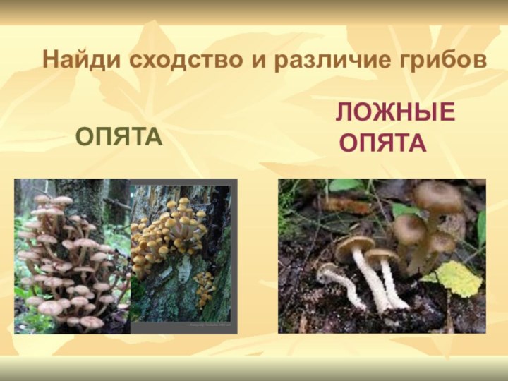 ЛОЖНЫЕ 	ОПЯТАОПЯТАНайди сходство и различие грибов