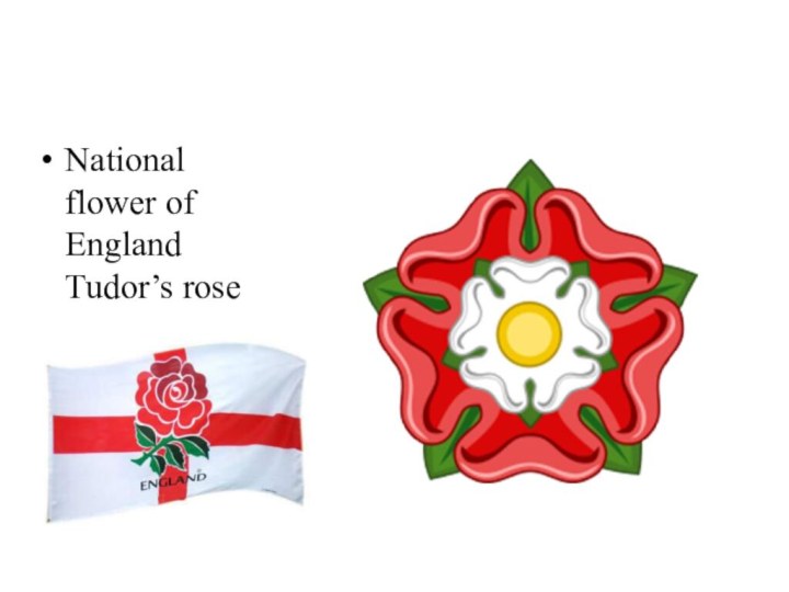 National flower of England Tudor’s rose