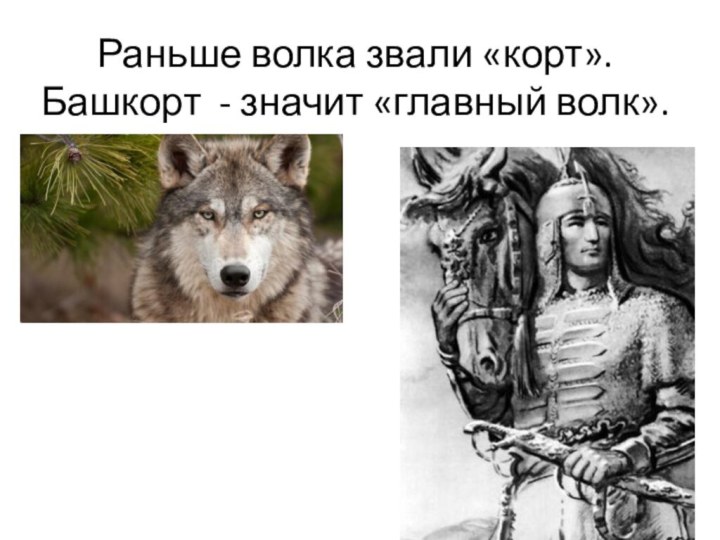 Раньше волка звали «корт». Башкорт - значит «главный волк».