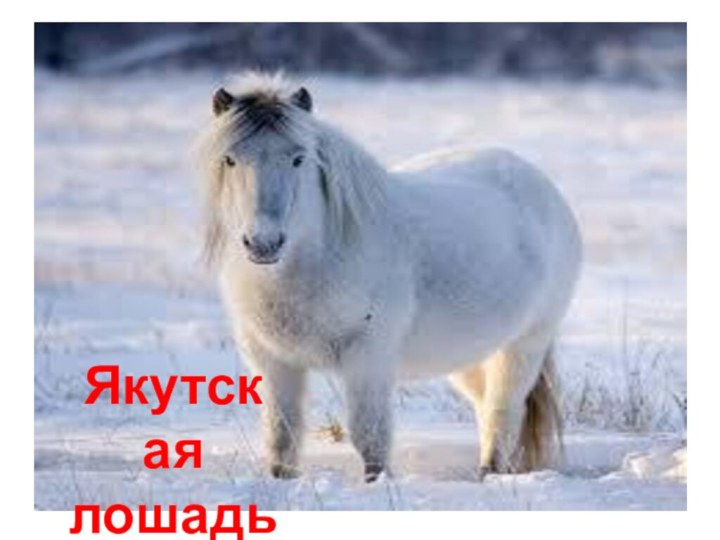 Якутскаялошадь