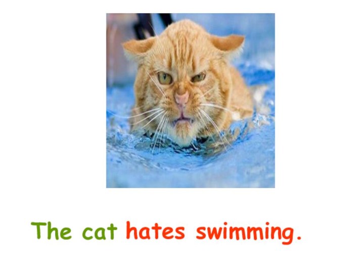 hates swimming.The cat