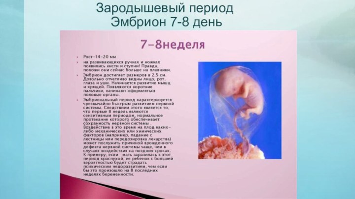 Зародышевый период            Эмбрион 7-8 день