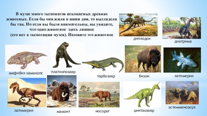 диатрималатимериябизонмамонтлатимерияносорогтарбозаврцинтаозаврэстемменозоухамфибия камакопсплатиопозаврдиплодокВ музее много экспонатов ископаемых древних животных. Если бы они жили в наши