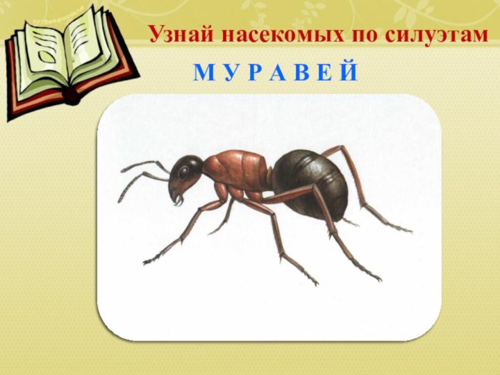 Узнай насекомых по силуэтам М У Р А В Е Й