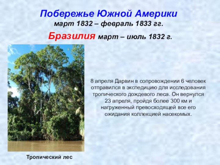 Побережье Южной Америки март 1832 – февраль 1833 гг.Тропический лесБразилия март