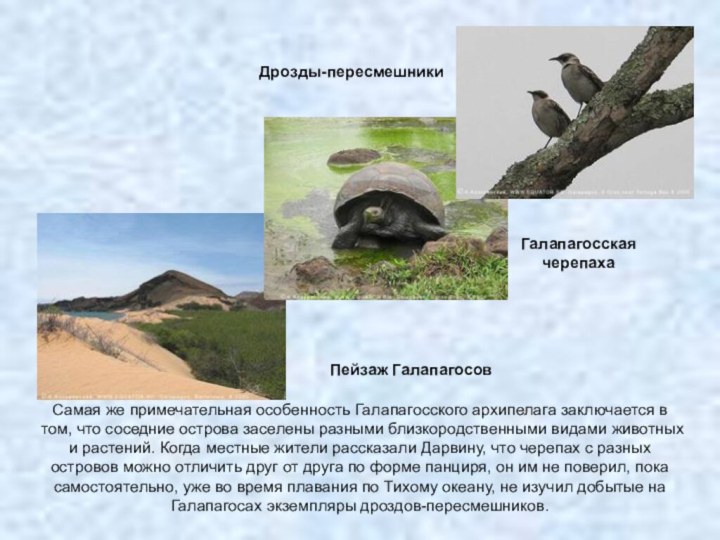 Галапагосская черепахаПейзаж ГалапагосовДрозды-пересмешникиСамая же примечательная особенность Галапагосского архипелага заключается в том, что