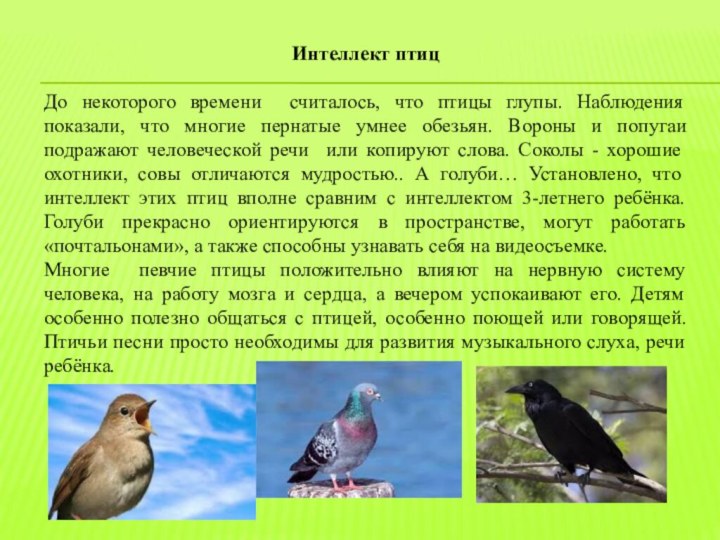 Интеллект птиц До некоторого времени считалось, что птицы глупы. Наблюдения показали, что многие пернатые