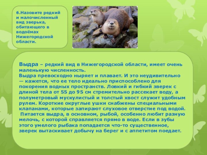 Выдра – редкий вид в Нижегородской области, имеет очень маленькую численность.Выдра